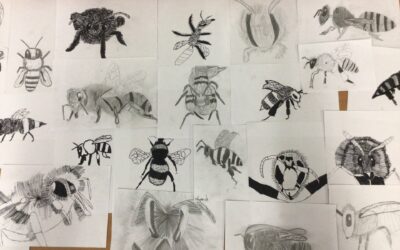 Observational Sketches of Bees
